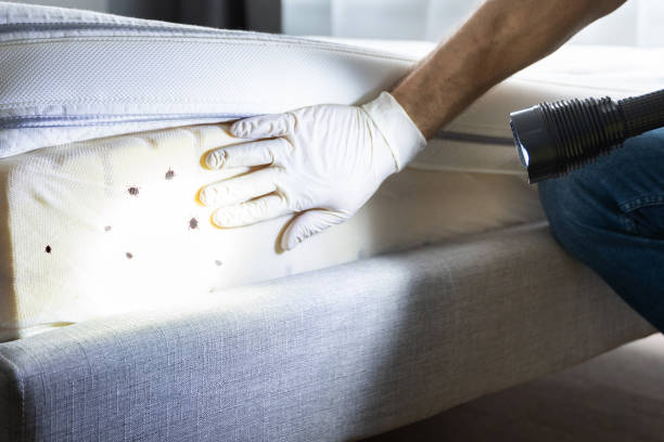 Best Cockroach Control Services  in Minot Af, ND