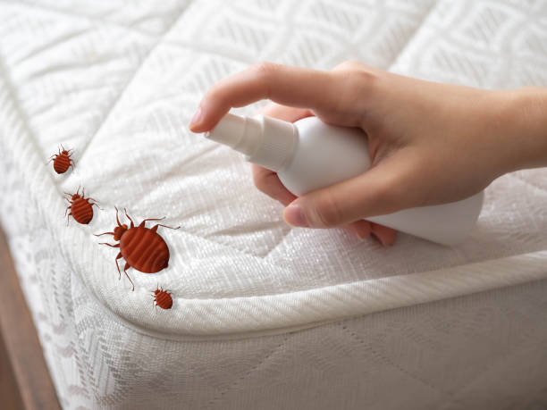 Best Termite Control Services  in Minot Af, ND