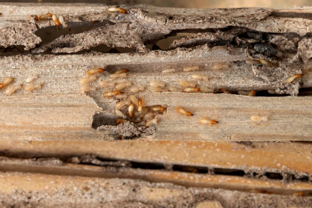 Best Residential Pest Control  in Minot Af, ND