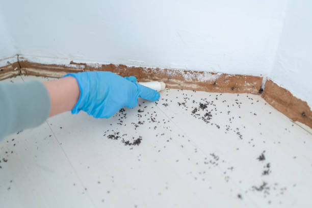 Best Wasp Removal Services  in Minot Af, ND