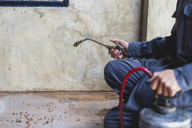 Wasp Removal Services in Minot Af, ND